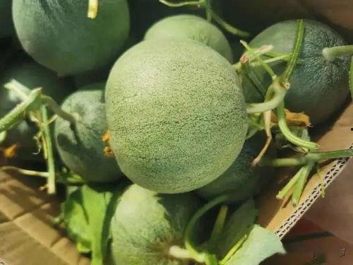 黎刀刀在线吃瓜
